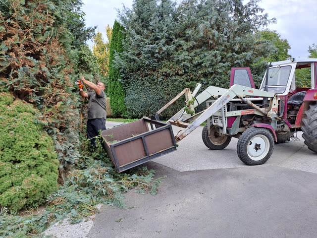 Thujahecke schneiden mit Traktor und Kippanhänger für den Grünschnitt