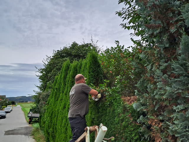 Heckenschnitt an hoher Hecke entlang der Straße